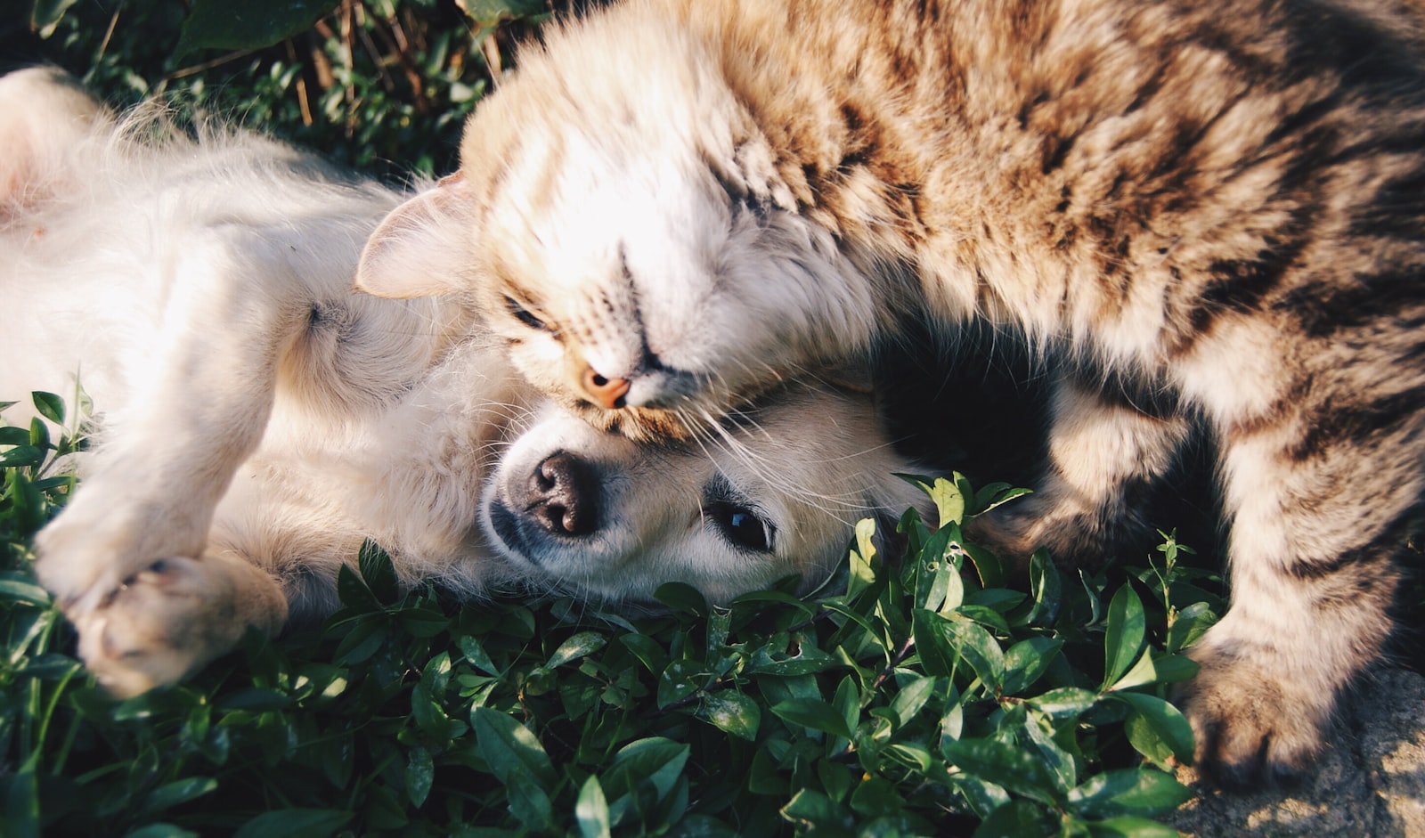 Cães e gatos bem cuidados