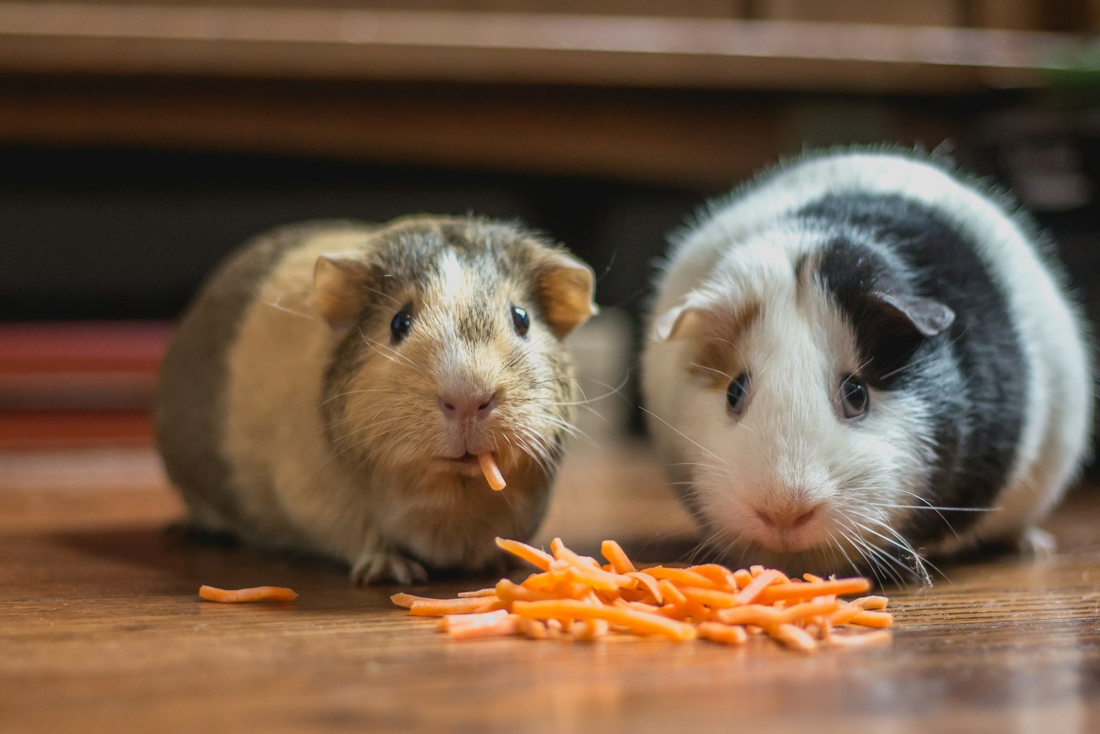Pequenos pets